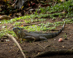 Obraz premium iguana on the ground
