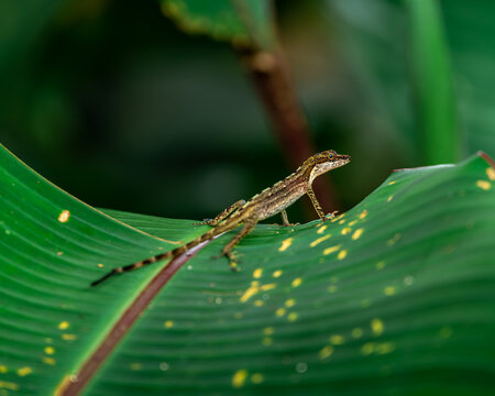 lizard on a leaf