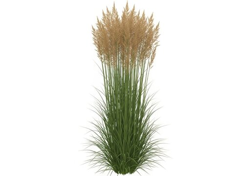 Tall ornamental grass with plumes and green foliage against a white background