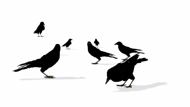 Many crows in ground eating foods with green screen or white background picture