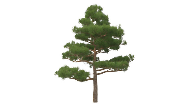 Tall Pine Tree with Detailed Needle Foliage and Symmetrical Branches Isolated on a Plain Background