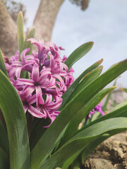 hyacinth flowers on the flowerbed in the park outdoor