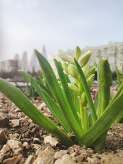 hyacinth flowers on the flowerbed in the park outdoor