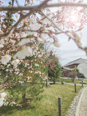 Cherry blossoms on blurred background
