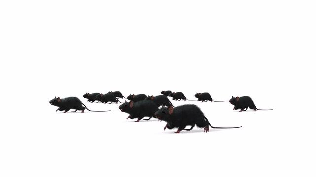 Mouse running in groups with green screen or white screen background motion arts