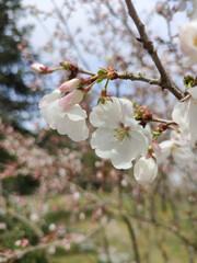 Cherry blossoms on blurred background