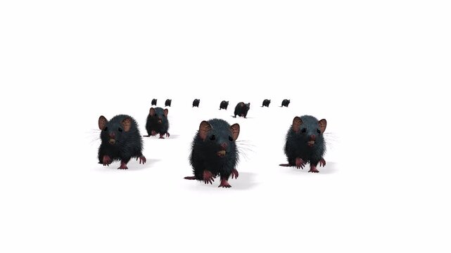 Group of rats or mouse moving for foods with white background or chroma key or green screen video clip motion