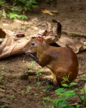 agouti in de woods