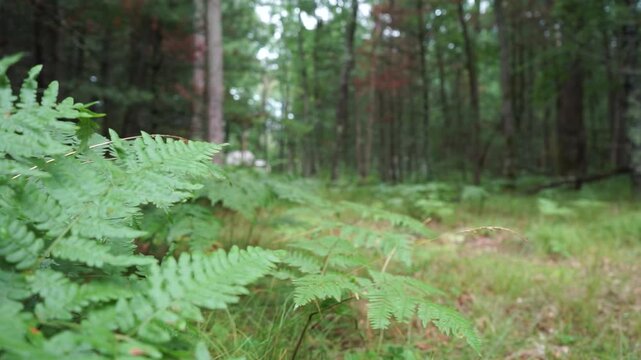 Farn im Wald