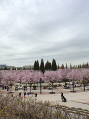 Spring cherry blossom in Galitsky park