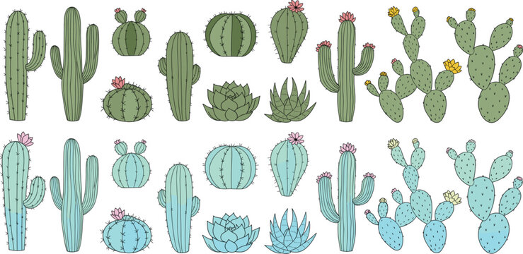 Colorful cactus collection vector illustration featuring different succulent species, desert plants and floral elements