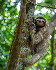 sloth in a tree © Jesca