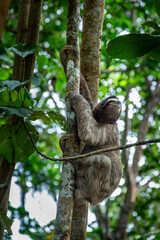 sloth in a tree © Jesca