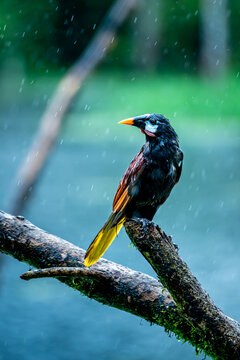 bird on a branch