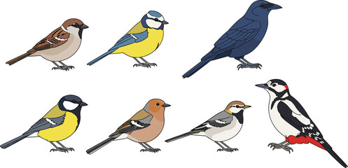 Naklejka premium Collection of Detailed Bird Icons Featuring Various Species Like Sparrow Blue Tit Great Tit Woodpecker Crow and Chaffinch in Flat Vector Illustration Set.