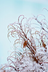 Obraz premium Winter Frost on Branches for Climate and Nature Themes. Close-up of tree branches encased in ice with visible icicles, caused by a winter ice storm and freezing rain