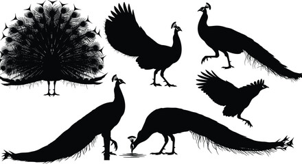 Naklejka premium Set of peacock silhouettes in various poses including displaying tail feathers walking and drinking water isolated on white background for design