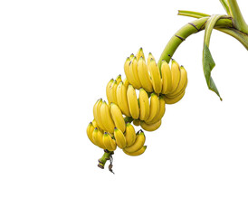 Bunch of ripe bananas hanging on banana tree isolated on white background. © Hseena