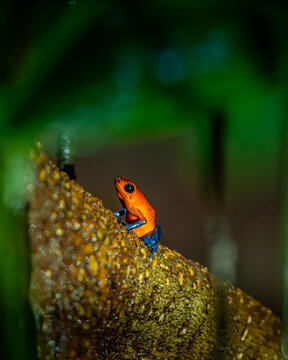 Red litte frog on branch