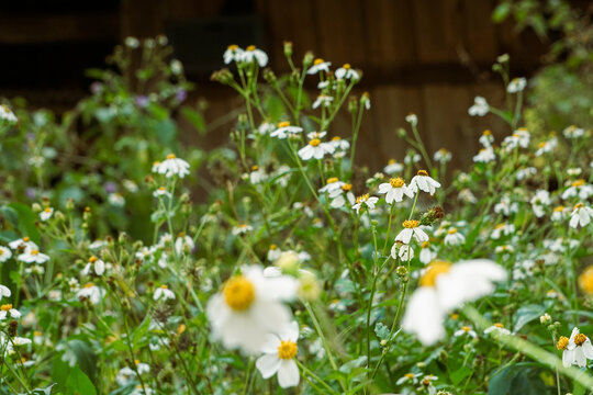 Wild Petals in Gentle Sun. Emphasizing the rustic charm of Bidens pilosa blooming freely, showcasing nature&rsquo;s effortless beauty and the peaceful energy of a wild summer meadow.