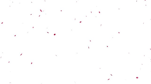 sakura petals falling transition with alpha channel, 4k loopable. romantic pink sakura petals falling background.