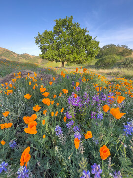 California poppies and lupine fill the frame on a colorful spring day in Northern California 