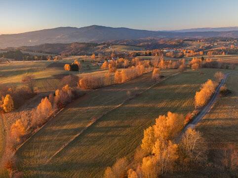 Aerial view of golden autumn trees lining the fields under a soft morning light, Detvianska Huta, Banska Bystrica Region, Slovakia.
