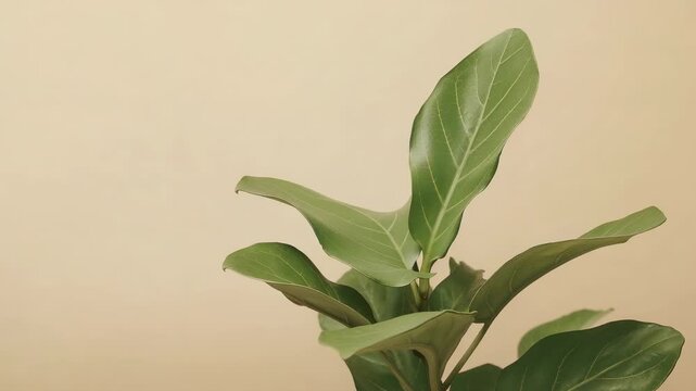 Entering from left bare forearm and hand touching fiddle-leaf fig leaves at home, aligning