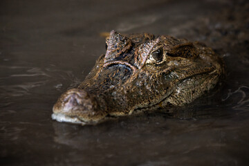 Obraz premium Close-up of spectacled caiman (Caiman crocodilus) partially submerged in water, detailed portrait of freshwater crocodilian, wild reptile in natural habitat with calm and moody atmosphere