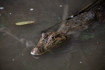 Fototapeta premium Close-up of spectacled caiman (Caiman crocodilus) partially submerged in water, detailed portrait of freshwater crocodilian, wild reptile in natural habitat with calm and moody atmosphere