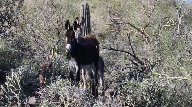 Wild burros in the Arizona Desert in Winter