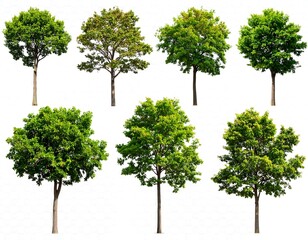 Assortment of diverse trees with green foliage against a white background, demonstrating variety in leaf shape and tree form
