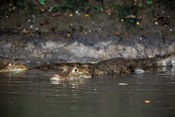 Two spectacled caimans (Caiman crocodilus) partially submerged in calm river water, freshwater crocodilians resting close together, tropical wildlife scene in natural habitat