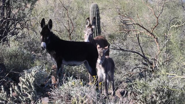 Wild burros in the Arizona Desert in Winter