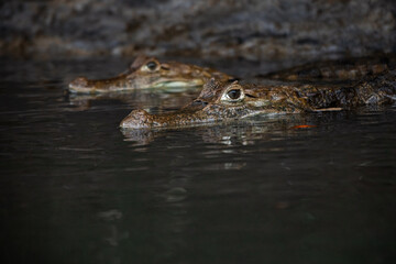 Obraz premium Two spectacled caimans (Caiman crocodilus) partially submerged in calm river water, freshwater crocodilians resting close together, tropical wildlife scene in natural habitat