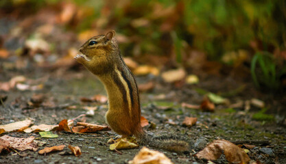 Obraz premium Standing Chipmunk in Autumn Forest