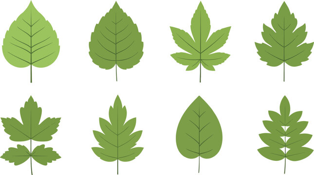 Variety of leaf shapes and types