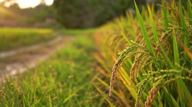 Ripe rice stalks in a sunlit paddy field ready for harvest.