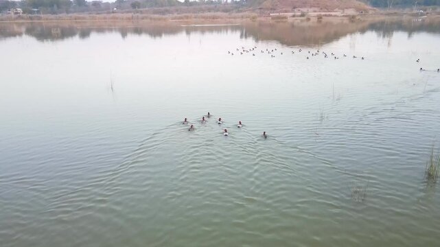 Aerial view of ducks swimming in the serene Kallar Kahar Lake, their dark bodies creating ripples on the water's surface, Kallar Kahar, Punjab, Pakistan.