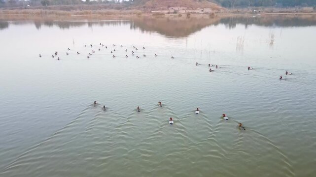 Aerial view of ducks swimming in Kallar Kahar Lake, creating ripples on the water's surface, Kallar Kahar, Punjab, Pakistan.