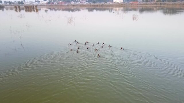 Aerial view of a group of ducks swimming in the Kallar Kahar Lake, creating ripples in the water, Kallar Kahar, Punjab, Pakistan.