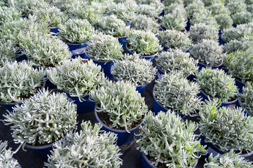 Lavender herb, growing herbs in the garden, agriculture plantation, gardening and planting season, repot plant in spring