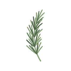 Fototapeta premium Rosemary Herb Vector Clipart Isolated Green Botanical Illustration for Culinary Design