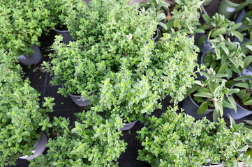 Oregano herb, growing herbs in the garden, agriculture plantation, gardening and planting season, repot plant in spring