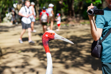 Obraz premium A curious Sarus crane stands in the foreground, while blurred images of tourists and a photographer in a sunny park appear in the background