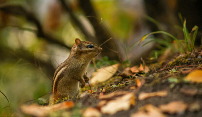 Alert Chipmunk Standing on Forest Floor in Autumn