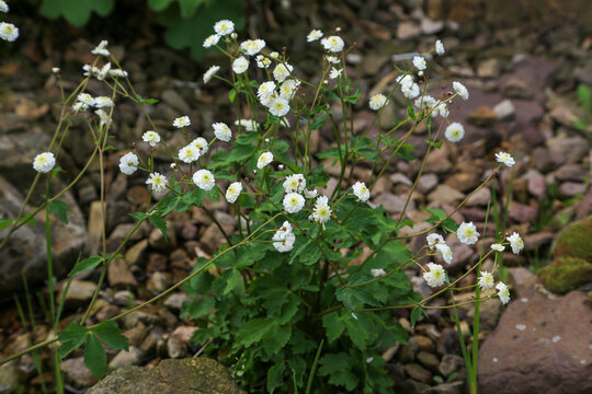 Eisenhutbl&auml;ttrige Hahnenfu&szlig; (Ranunculus aconitifolius)