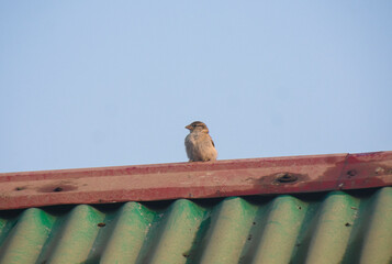 A male female House Sparrow perched on a vibrant blue and orange urban ledge.