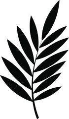 Obraz premium Black silhouette fern leaf or palm frond icon isolated on transparent background vector illustration for natural decor