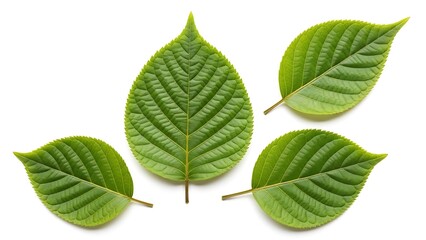 Four green leaves arrangement